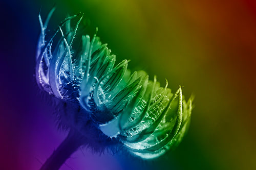 Sunlight Enters Spiky Unfurling Sunflower Bud (Rainbow Shade)