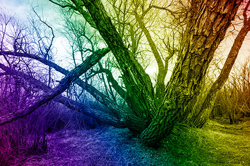 Sunlight Peeking Through Twisting Tree Trunks (Rainbow Shade)