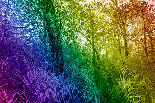 Sunrise Casts Forest Tree Shadows (Rainbow Shade Photo)