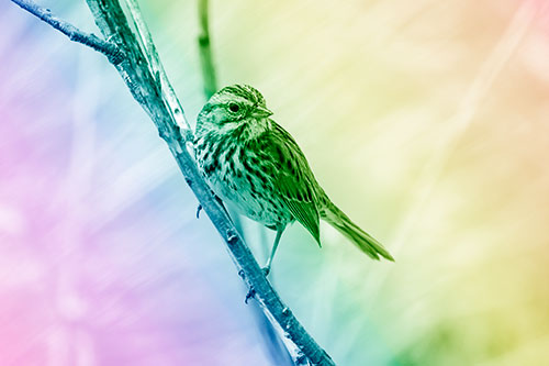 Surfing Song Sparrow Rides Tree Branch (Rainbow Shade Photo)