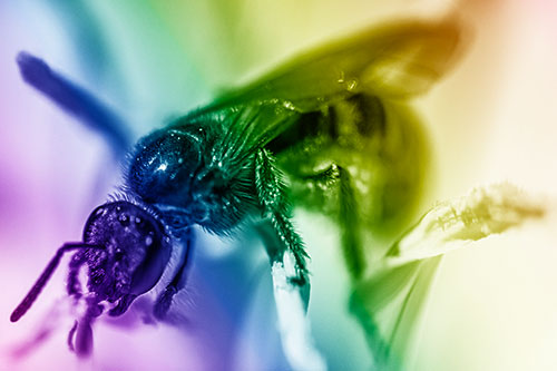 Sweat Bee Enjoying Primrose Flower Pollen (Rainbow Shade)