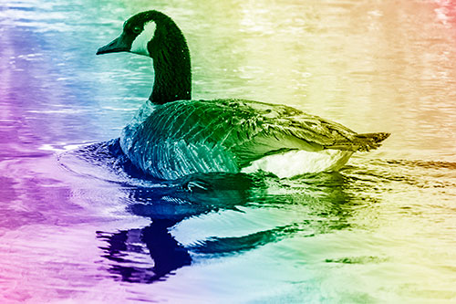 Swimming Goose Ripples Through Water (Rainbow Shade Photo)
