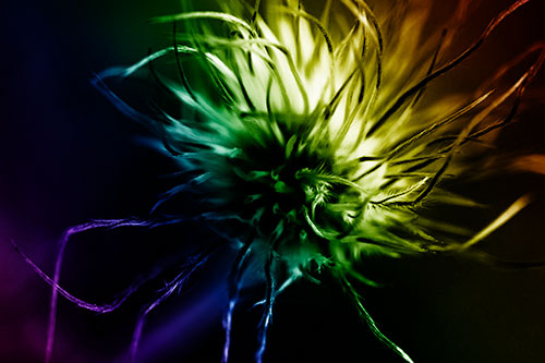 Swirling Pasque Flower Seed Head (Rainbow Shade Photo)