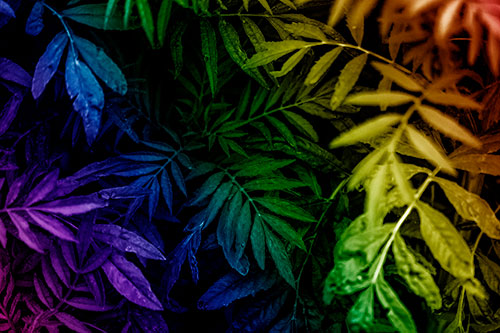 Tattered Fern Plants Emerge From Darkness (Rainbow Shade)