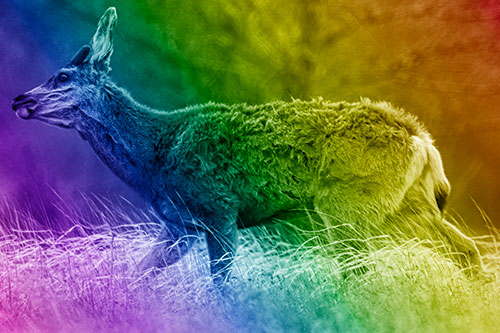 Tense Faced Mule Deer Wanders Among Blowing Grass (Rainbow Shade Photo)