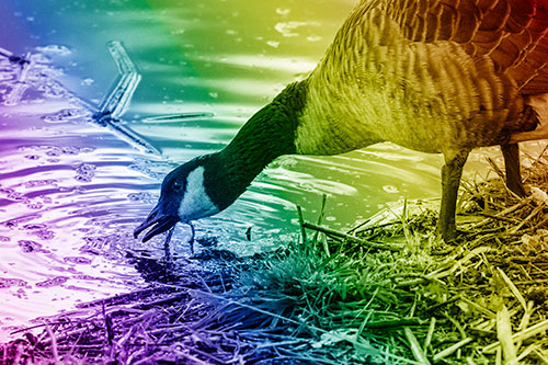 Thirsty Canadian Goose Drinking Water Along Shore (Rainbow Shade)