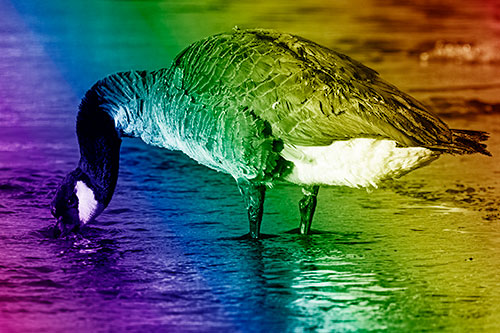 Thirsty Goose Drinking Ice River Water (Rainbow Shade Photo)