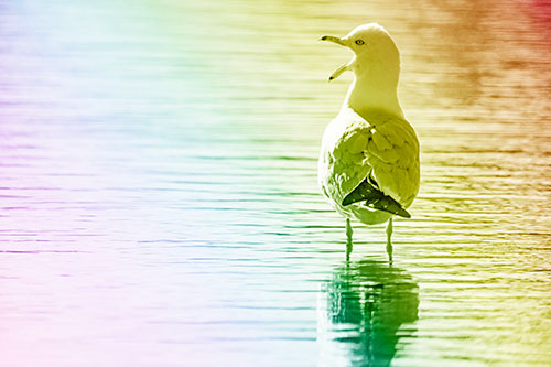 Tired Seagull Yawning Among Shallow Water (Rainbow Shade)