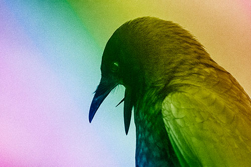 Tongue Curling Crow Cawing Downward (Rainbow Shade)