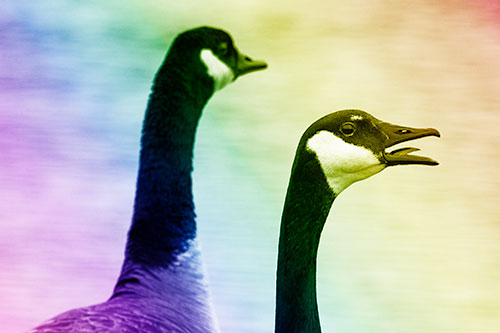 Tongue Screaming Canadian Goose Honking Towards Intruders (Rainbow Shade Photo)