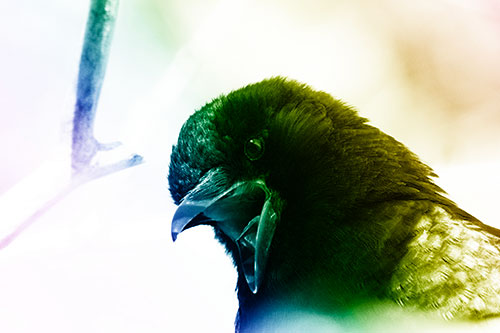 Tongue Screaming Crow Among Light (Rainbow Shade Photo)
