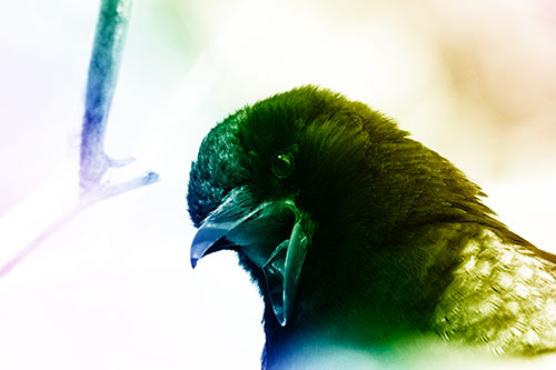 Tongue Screaming Crow Among Light (Rainbow Shade)