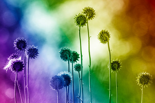 Towering Nodding Thistle Flowers From Behind (Rainbow Shade Photo)