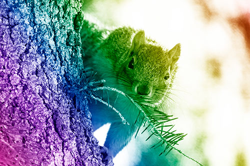 Tree Peekaboo With A Squirrel (Rainbow Shade Photo)