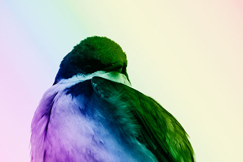 Tree Swallow Watching Surroundings (Rainbow Shade Photo)