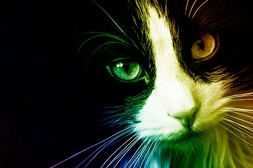 Tuxedo Cat Stares Among Darkness (Rainbow Shade)