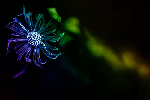 Twirling Aster Flower Among Darkness (Rainbow Shade Photo)