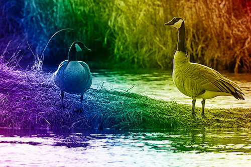 Two Canadian Geese Enjoying Sunset Among Shoreline (Rainbow Shade)