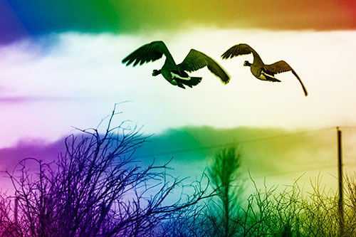 Two Canadian Geese Flying Over Trees (Rainbow Shade Photo)