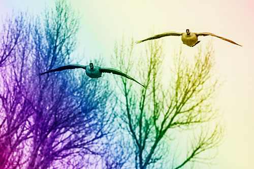 Two Canadian Geese Honking During Flight (Rainbow Shade Photo)