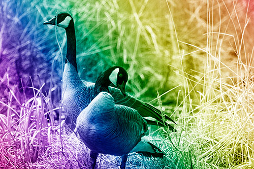 Two Geese Contemplating A Swim In Lake (Rainbow Shade Photo)