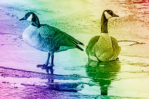 Two Geese Embrace Sunrise Atop Ice Frozen River (Rainbow Shade Photo)