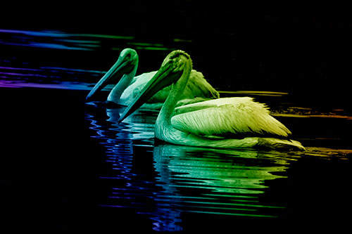 Two Pelicans Floating In Dark Lake Water (Rainbow Shade Photo)