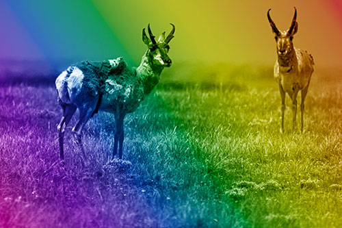 Two Shedding Pronghorns Among Grass (Rainbow Shade Photo)