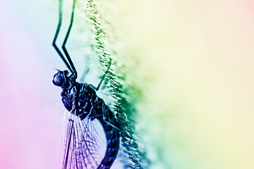 Vertical Perched Mayfly Sleeping (Rainbow Shade Photo)