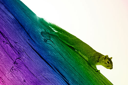 Vertical Splooting Squirrel Spread Downward Along Wooden Pole (Rainbow Shade)