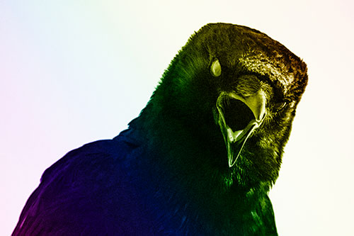Vocal Glaze Eyed Crow Cawing Down Atop Tree Branch (Rainbow Shade)