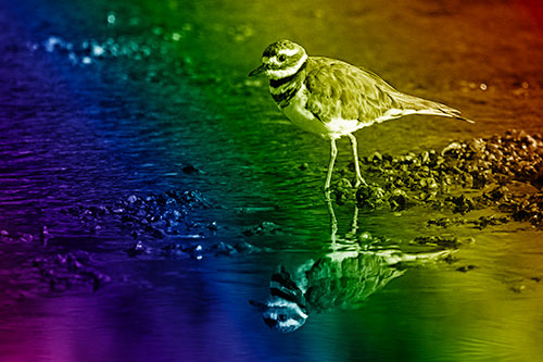 Wading Killdeer Wanders Shallow River Water (Rainbow Shade)