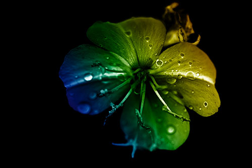 Water Droplet Primrose Flower After Rainfall (Rainbow Shade Photo)