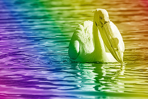 Water Floating Pelican Hunting For Food (Rainbow Shade)