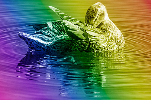 Water Rippling Mallard Duck Grooming Self (Rainbow Shade)