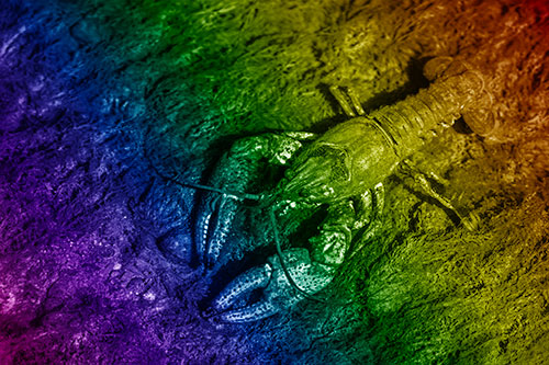 Water Submerged Crayfish Crawling Upstream (Rainbow Shade Photo)