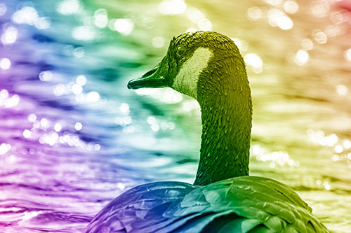 Wet Headed Canadian Goose Among Glistening Water (Rainbow Shade)