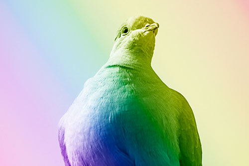 Wide Eyed Collared Dove Keeping Watch (Rainbow Shade Photo)