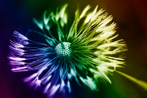 Wind Blowing Partial Puffed Dandelion (Rainbow Shade Photo)