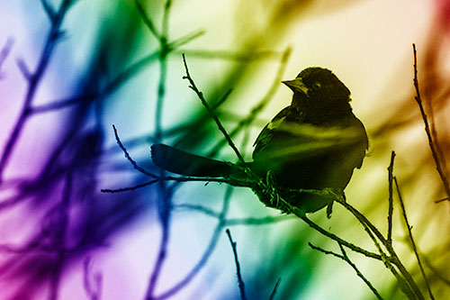 Wind Gust Blows Red Winged Blackbird Atop Tree Branch (Rainbow Shade Photo)