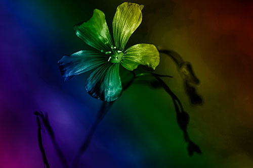 Wind Shaking Flax Flower (Rainbow Shade Photo)