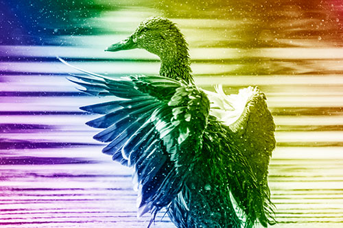 Wing Flapping Mallard Duck Splashing Lake Water (Rainbow Shade)