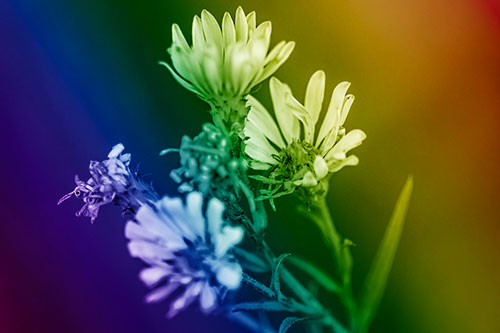 Withering Aster Flowers Decaying Among Sunshine (Rainbow Shade Photo)