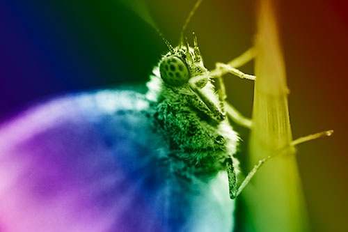 Wood White Butterfly Hugs Grass Blade (Rainbow Shade Photo)