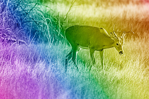 Yawning White Tailed Deer Wanders Among Grass Prairie (Rainbow Shade)