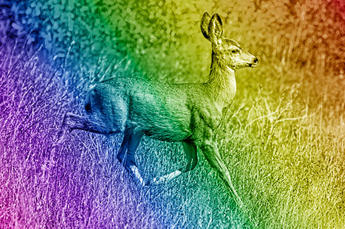 Young Mule Deer Galloping Across Grassland (Rainbow Shade)