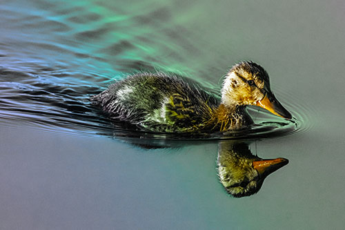 Aging Mallard Duckling Swimming Through Calm Water (Rainbow Tint)