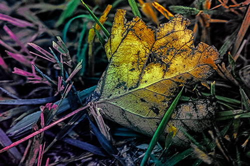 Agony Decaying Leaf Face Suffering Among Grass Blades (Rainbow Tint)