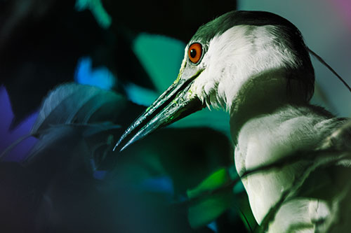 Algae Beak Black Crowned Night Heron (Rainbow Tint Photo)