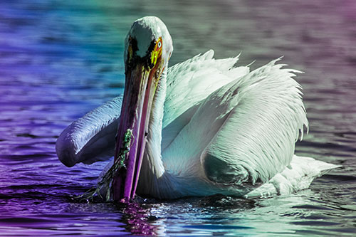 Algae Beaked Pelican Fishes For Salamanders (Rainbow Tint)
